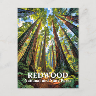 Towering Redwoods Trees Vintage Painting Travel Postcard