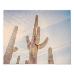 Towering Saguaro Cacti Photo Print