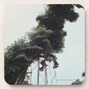 Towering tree and vines in jungle coaster
