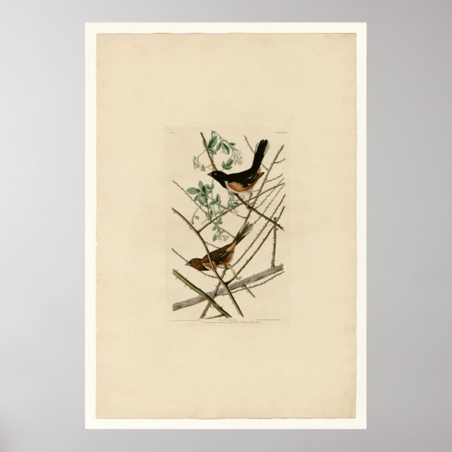 Towhe Bunting Poster (Front)