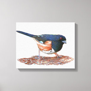 Towhee Canvas Print