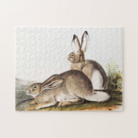 Townsend's Rocky Mountain Hare (Lepus Townsendii)
