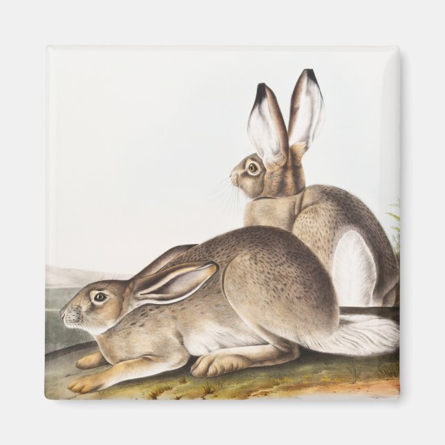 Townsend's Rocky Mountain Hare (Lepus Townsendii) Magnet (Front)