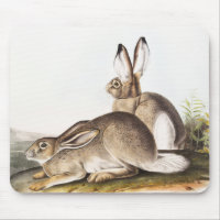 Townsend's Rocky Mountain Hare (Lepus Townsendii)