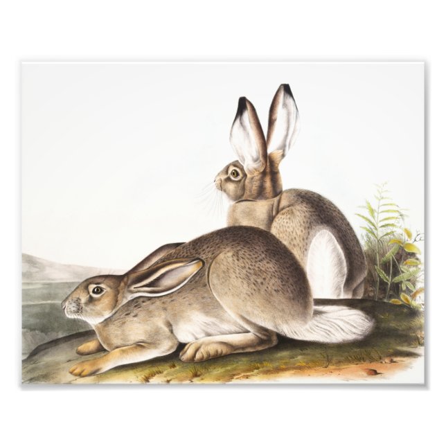 Townsend's Rocky Mountain Hare (Lepus Townsendii) Photo Print (Front)