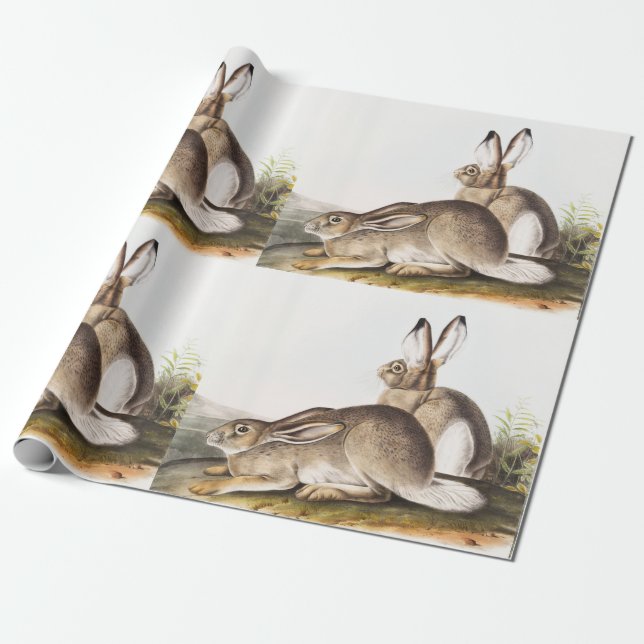 Townsend's Rocky Mountain Hare (Lepus Townsendii) Wrapping Paper (Unrolled)