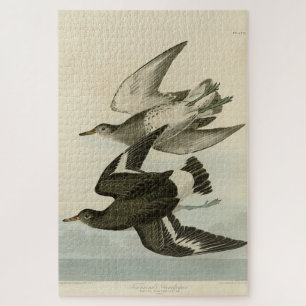 Townsend's Sandpiper - Audubon's Birds of America Jigsaw Puzzle