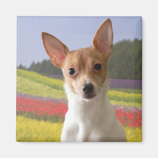 Toy Fox Terrier Magnet (Front)