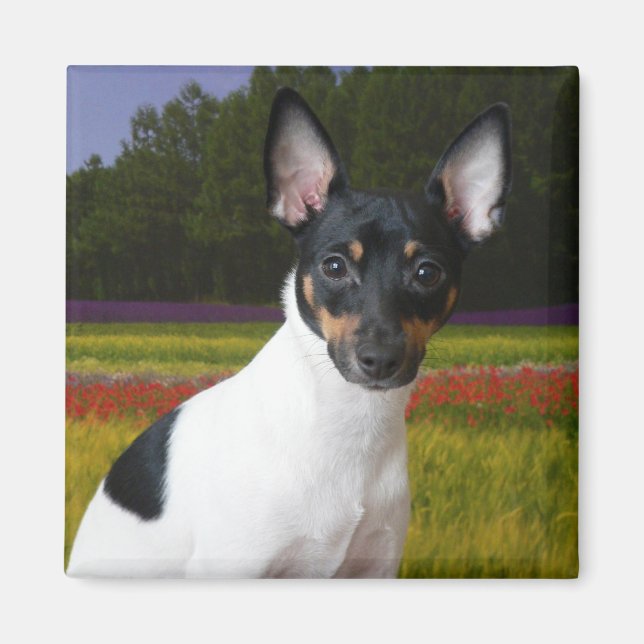 Toy Fox Terrier Magnet (Front)