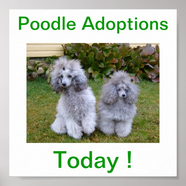Toy Miniature Poodle Dog Adoptions Today Sign (Front)