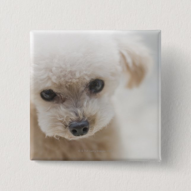 toy poodle 15 cm square badge (Front)