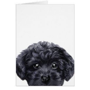 Toy poodle black, original deign by miart