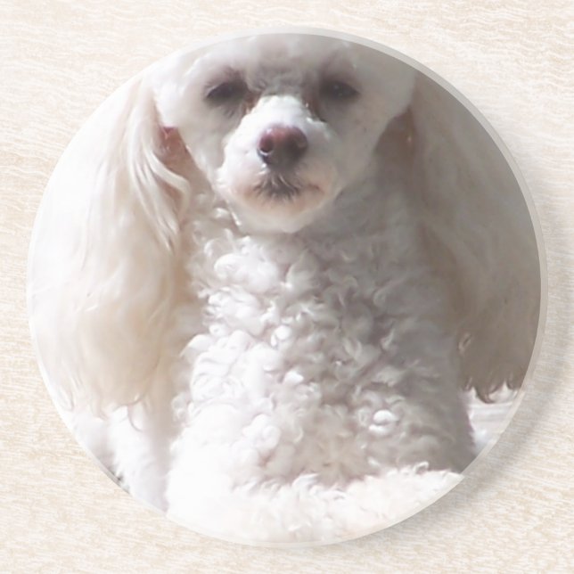 Toy Poodle Coaster (Front)