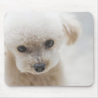 toy poodle