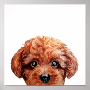 Toy Poodle Poster