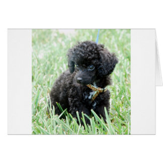 Toy Poodle Puppy