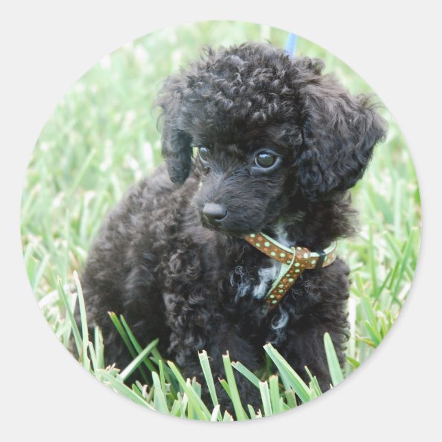 Toy Poodle Puppy Classic Round Sticker (Front)