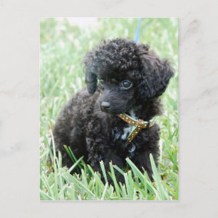 Toy Poodle Puppy Postcard