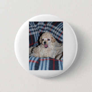 Toy Poodle Puppy Talking 6 Cm Round Badge