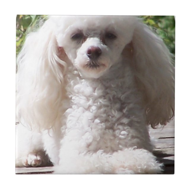 Toy Poodle Tile (Front)