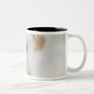 toy poodle Two-Tone coffee mug