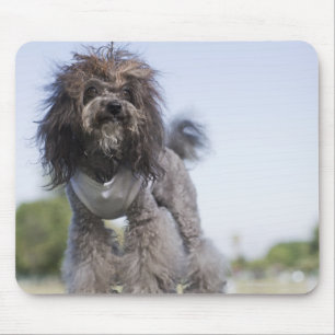 toy poodle wearing t-shirt mouse pad