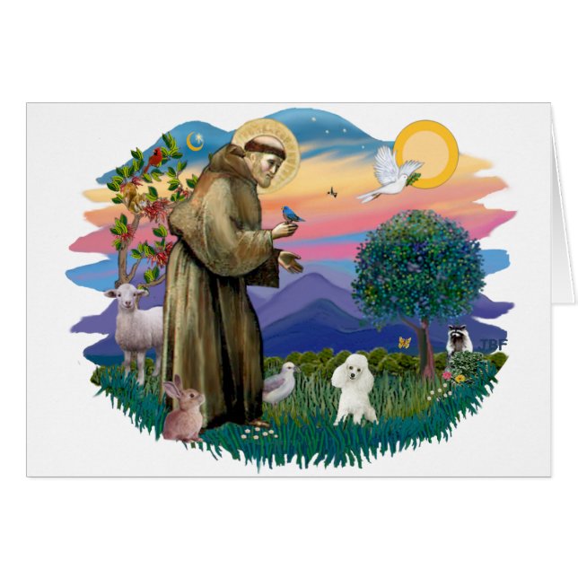 Toy Poodle (white) (Front Horizontal)