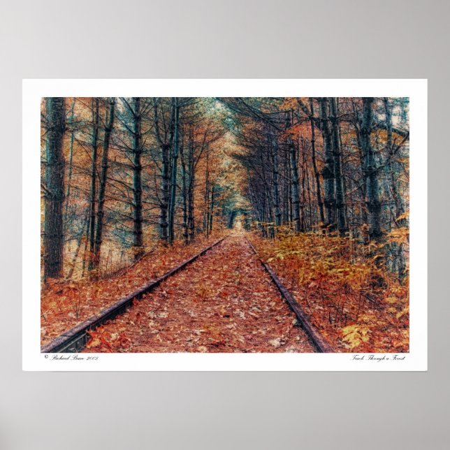 Track Through a Forest Poster (Front)