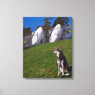Tracker dog canvas print