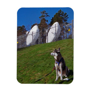 Tracker dog magnet