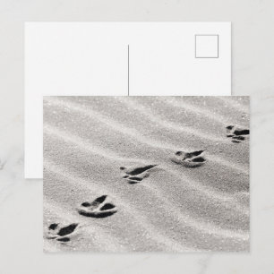 Tracks in the Sand Nature Photo Postcard