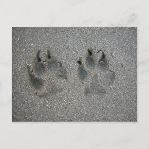 Tracks of dog in sand postcard
