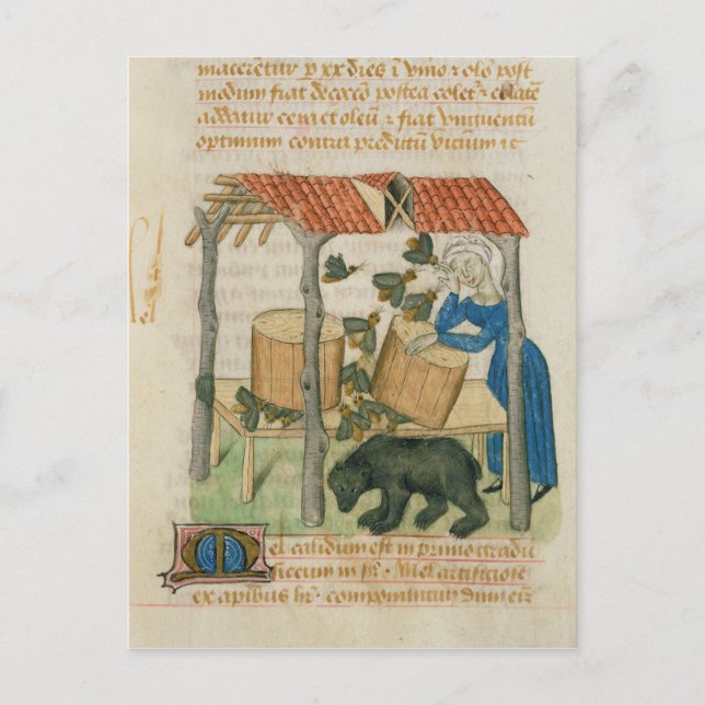 Tractatus de Herbis' Postcard (Front)