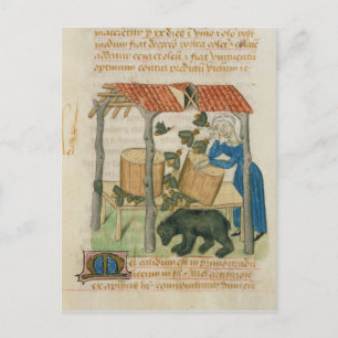 Tractatus de Herbis' Postcard