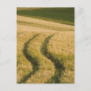 Tractors tracks through wheat, Tuscany, Italy Postcard