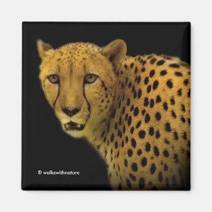 Trading Glances with a Magnificent Cheetah Magnet