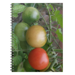 Traffic Light Tomatoes Notebook