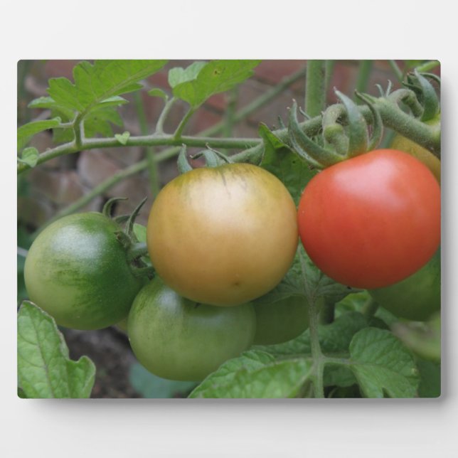 Traffic Light Tomatoes Plaque (Front)