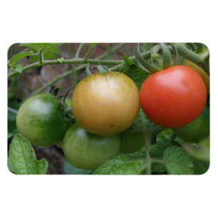 Traffic Light Tomatoes Premium Magnet