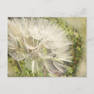 Tragopogon dubius - Yellow Goats Beard Postcard