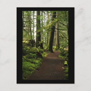 Trail Amongst Giants Postcard