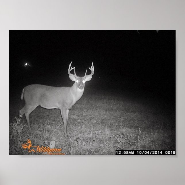 Trail Camera Buck Poster (Front)