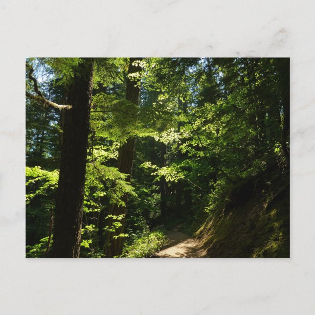Trail from Silver Falls Postcard (Front)
