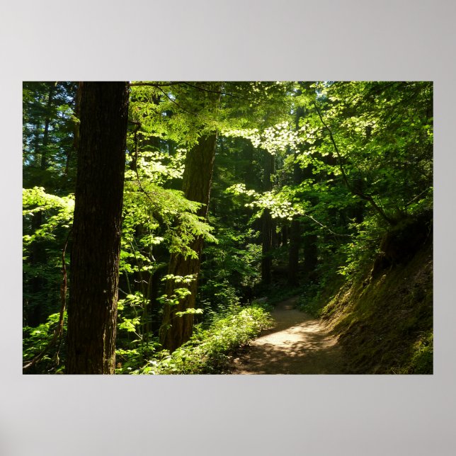 Trail from Silver Falls Poster (Front)