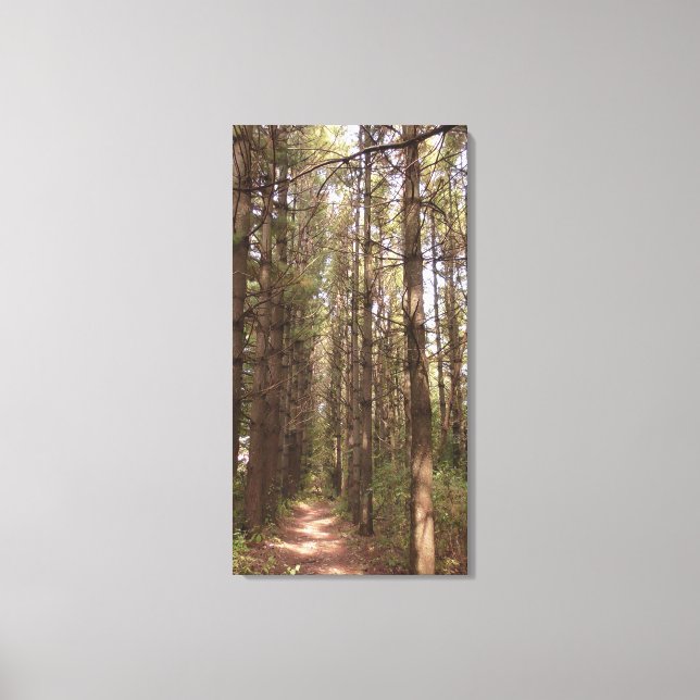 Trail in a Pine Tree Forest Photo  Canvas Print (Front)