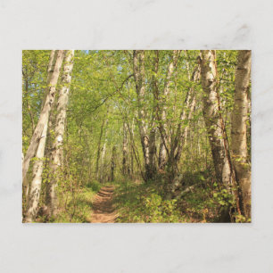 Trail Through Birches Postcard