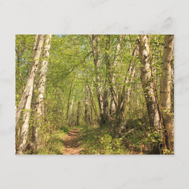 Trail Through Birches Postcard (Front)