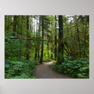 Trail to Marymere Falls I Poster