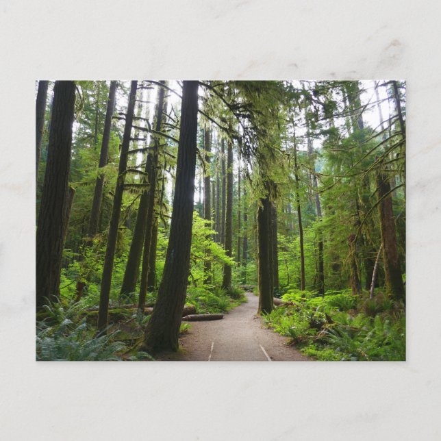 Trail to Marymere Falls II Postcard (Front)