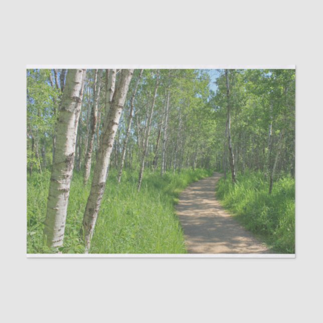Trail Trough Aspens Tissue Paper (Front)